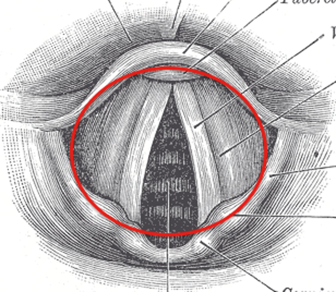 <p>the rims glottides and the vocal folds</p>