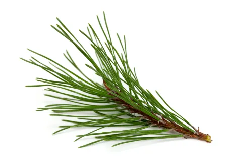 <p>leaf structure?</p>