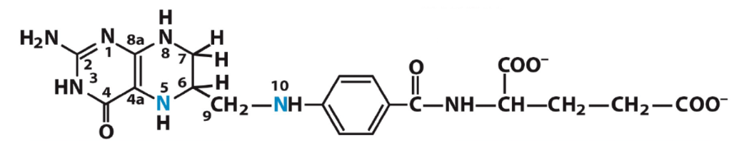 The following molecule or its derivatives are involved in which of the following reactions:

a. transfer of -CH3 groups

b. transfer of -H–C=O groups

c. transfer of -CH2 OH groups

d. transfer of -CH2 C=O groups

\*type II
