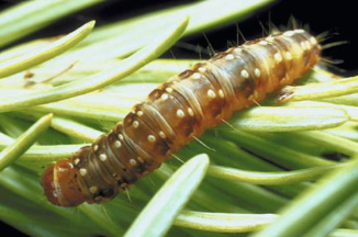 <ul><li><p>eastern and western spruce budworm</p></li><li><p>large aspen tortix</p></li></ul><p></p>