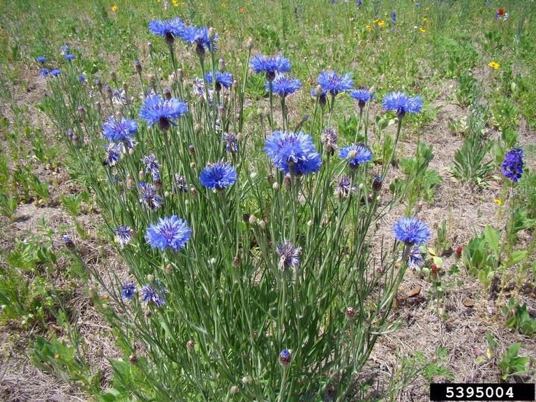<p>Cornflower - <em>Centaurea cyanus</em></p>