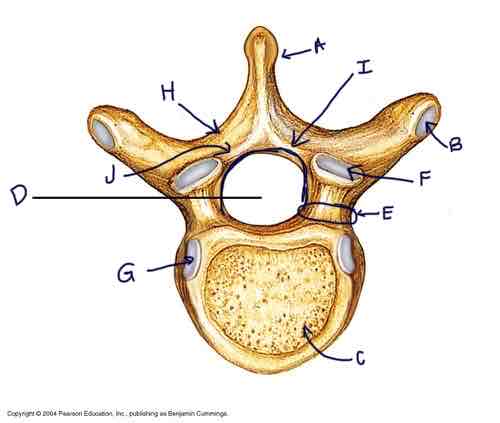 <p>Identify the parts of the vertebrae (label from A to J)</p>