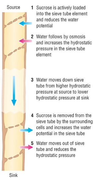 <ul><li><p>At the <strong>source</strong>, <strong>sucrose enters </strong>the sieve tube element from the companion cells, which <strong>decreases the water potential</strong></p></li><li><p><strong>Water follows</strong> by osmosis down the water potential gradient, which <strong>increases the hydrostatic pressure</strong></p></li><li><p>Water and sucrose move down the sieve tube from a high to low hydrostatic pressure at the sink</p></li><li><p>At the <strong>sink</strong>, <strong>sucrose diffuses</strong> into the cells, which <strong>increases the water potential</strong></p></li><li><p><strong>Water follows </strong>by osmosis, which <strong>decreases the hydrostatic pressure</strong>, retaining the ‘pressure gradient’ from source to sink</p></li></ul>