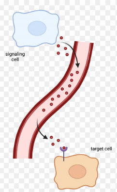<p>Communication through the release of hormones that travel through the blood stream and act on distant target cells. All cells get message in this type of signaling but not all cells will respond as some will not have the right proteins to bind to the signaling hormone.</p><p>A type of signaling used by multicellular organisms.</p>
