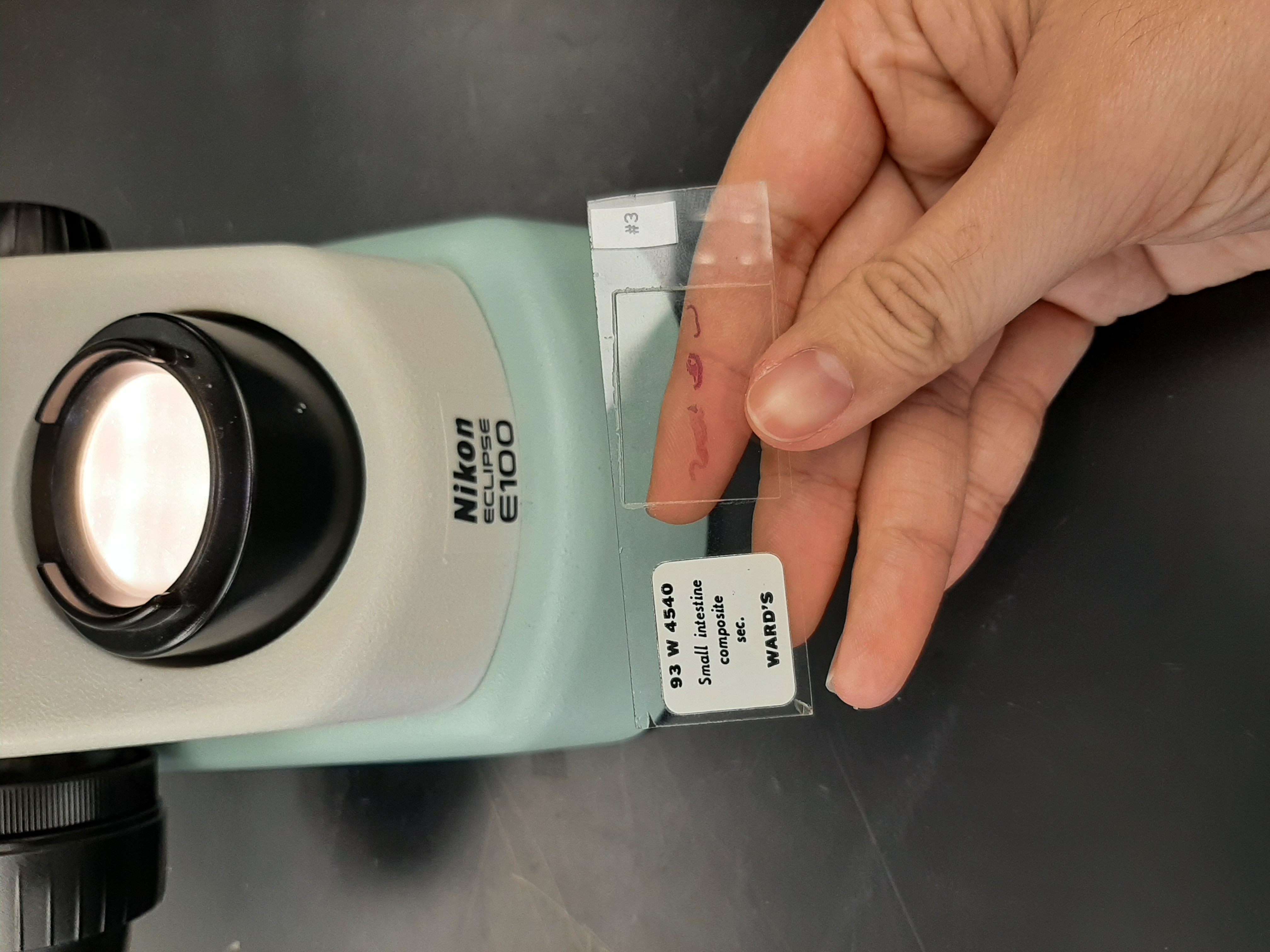 Small intestine composite 