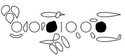 <p>C</p>