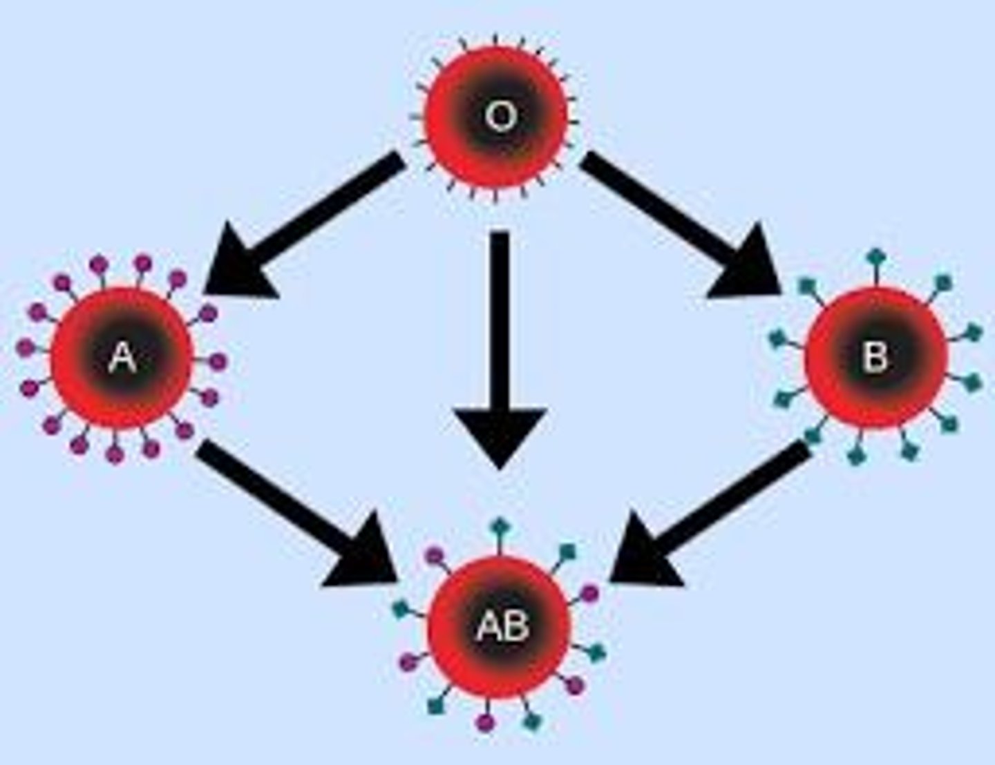 <p>Classified blood into 4 groups and discovered when different blood types are mixed red blood cells can clump/clot</p>