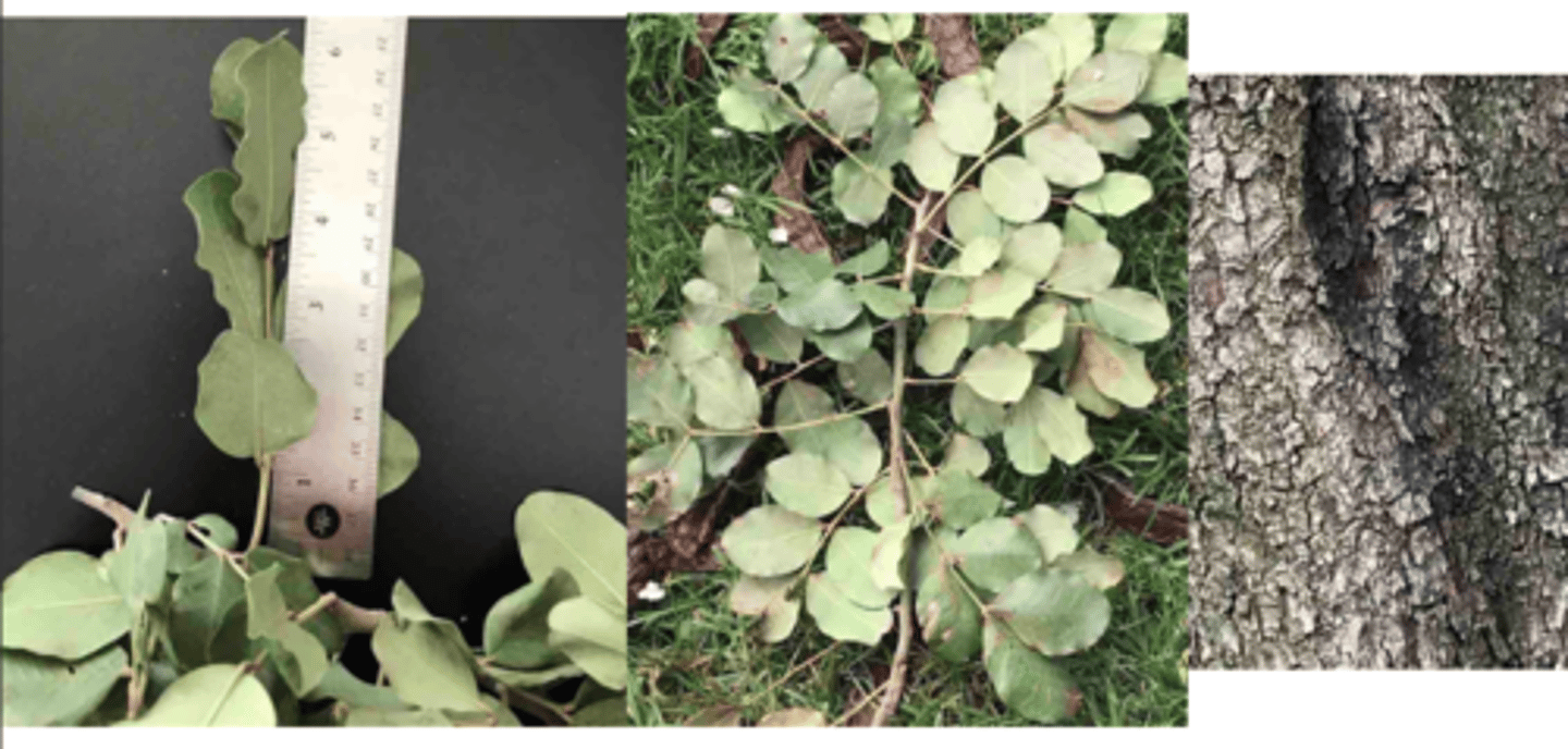 <p>1’. Angiosperms</p><p>----------------</p><p>10. Leaves compound</p><p>----------------</p><p>11’. Leaves pinnately compound</p><p>----------------</p><p>13’. Leaves once-pinnately compound</p><p>----------------</p><p>17’. Leaves alternate</p><p>----------------</p><p>18’. Nodes lacking spines</p><p>----------------</p><p>19. Leaves generally less than 9 inches long</p><p>----------------</p><p>20. Leaflets generally 11 or less, pulvini present at leaflet bases, leaflet margins wavy; legume pods sometimes</p><p>present</p>