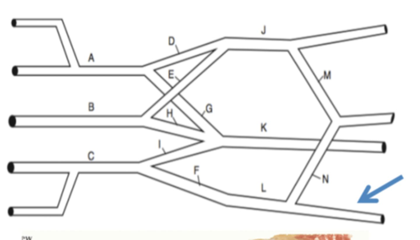 <p>medial cord</p><p>after the medial root of the median nerve is given off</p>