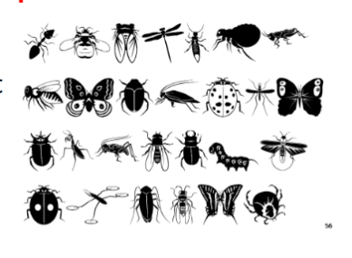 <p>arthropod subphylum, three part body plan</p>