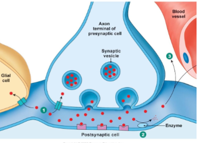 <p>Reuptake by presynaptic neuron, enzymatic degradation, or diffusion away.</p>
