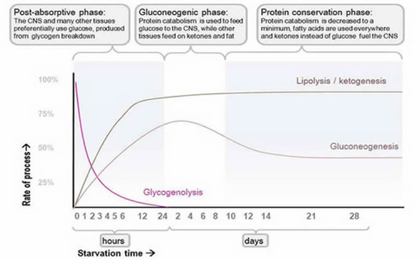 <p>(A) 1 day</p><p>After 1 day (24 hours) since the last meal, the Starvation State will start.</p>