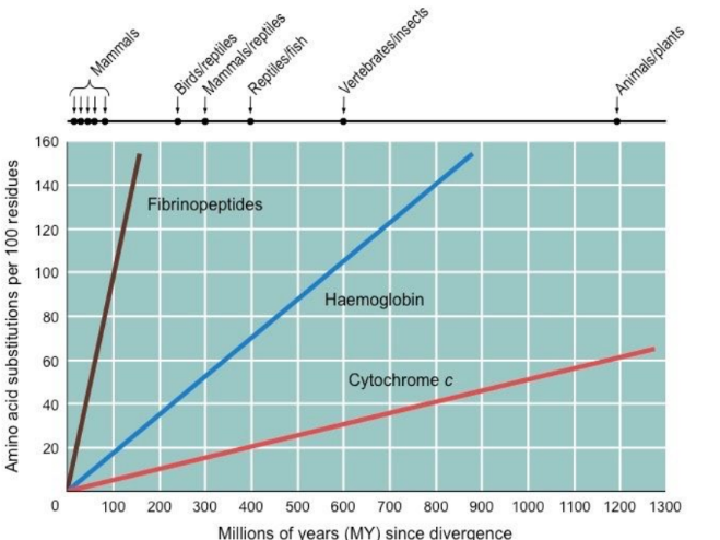 <p></p><ul><li><p>Genes/ protein sequences may mutate at <em>relatively</em> constant rates</p></li><li><p>If ROC is reliable, scientists calculate divergence time according to differences</p></li></ul><p>Limitations:</p><ul><li><p>Different genes change at different rates</p></li><li><p>ROC may differe between different organism groups</p></li><li><p>ROC is non-linear → changes may be reversed</p></li></ul>