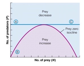 <p>At which points is prey lamda greater than 1</p>