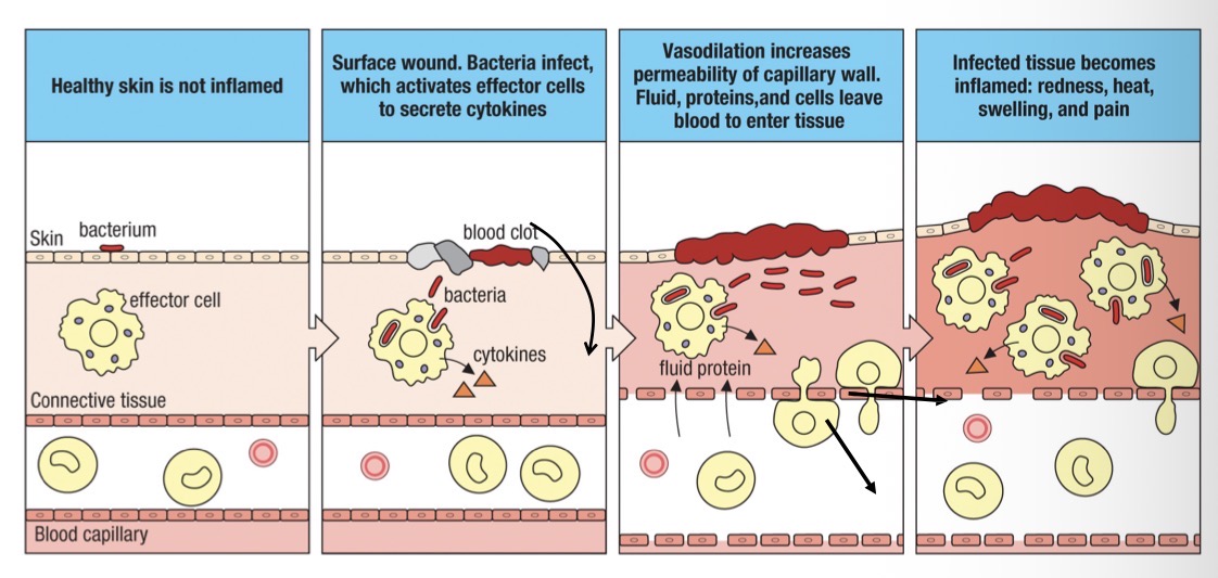 <ul><li><p>Small protein molecules made by cells that change the behaviour of other cells</p></li><li><p>Act though specific cytokines receptors</p></li><li><p>Can be pro-inflammatory or anti-inflammatory</p></li><li><p>Help ‘direct’ an immune response</p></li></ul><p>Chemokines</p><ul><li><p>Type of cytokine</p></li><li><p>Small chemoattractant proteins that stimulate the migration and activation of other cells especially phagocytes</p></li></ul><p></p>
