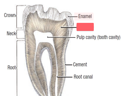 <p>bone like material inside teeth</p>