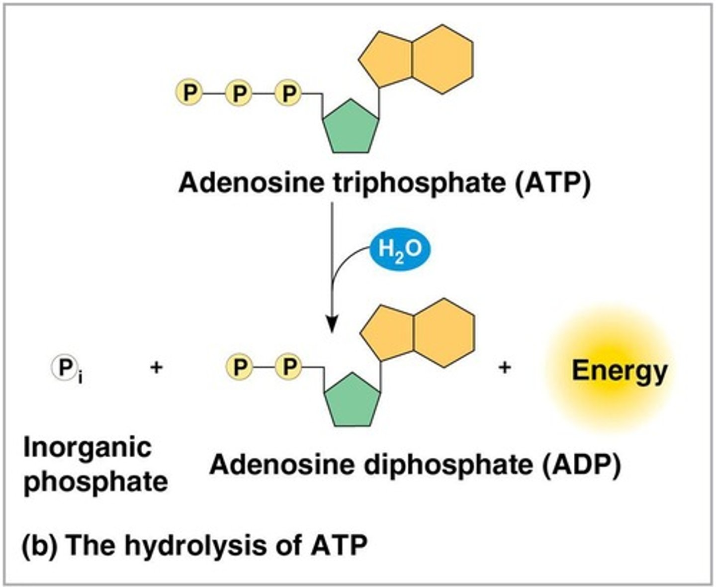 <p>Energy is released from ATP when the terminal phosphate bond is broken by hydrolysis.</p>