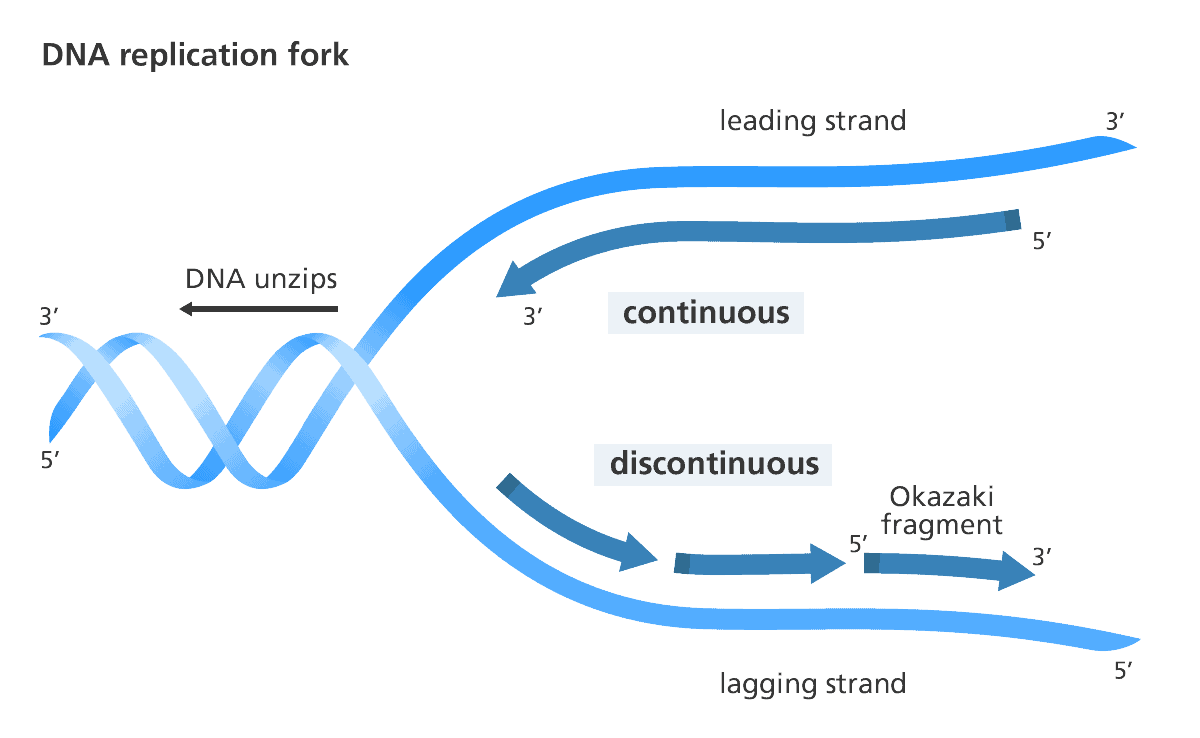 <ul><li><p>discontinuous synthesis, polymerase moves in opposite direction of replication fork</p></li><li><p>because it has to restart every couple nucleotides, it synthesizes dna in short fragments called Okazaki fragments</p><ul><li><p>requires multiple rna primers (each for every okazaki fragment) because it has to start and stop</p></li><li><p>okazaki fragments are latter joined by dna ligase </p></li></ul></li></ul><p></p>