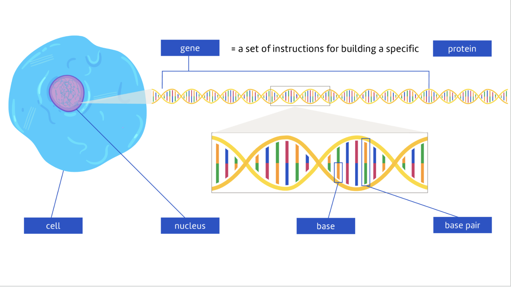 <ul><li><p><span style="font-family: &quot;Proxima Nova&quot;, sans-serif">A gene is a <strong>section of a DNA</strong> molecule&nbsp;</span></p></li><li><p><span style="font-family: &quot;Proxima Nova&quot;, sans-serif">It provides <strong>instructions for building a specific protein</strong>.&nbsp;</span></p></li><li><p><span style="font-family: &quot;Proxima Nova&quot;, sans-serif">Humans have about 20,000 genes.</span></p></li></ul><p></p>