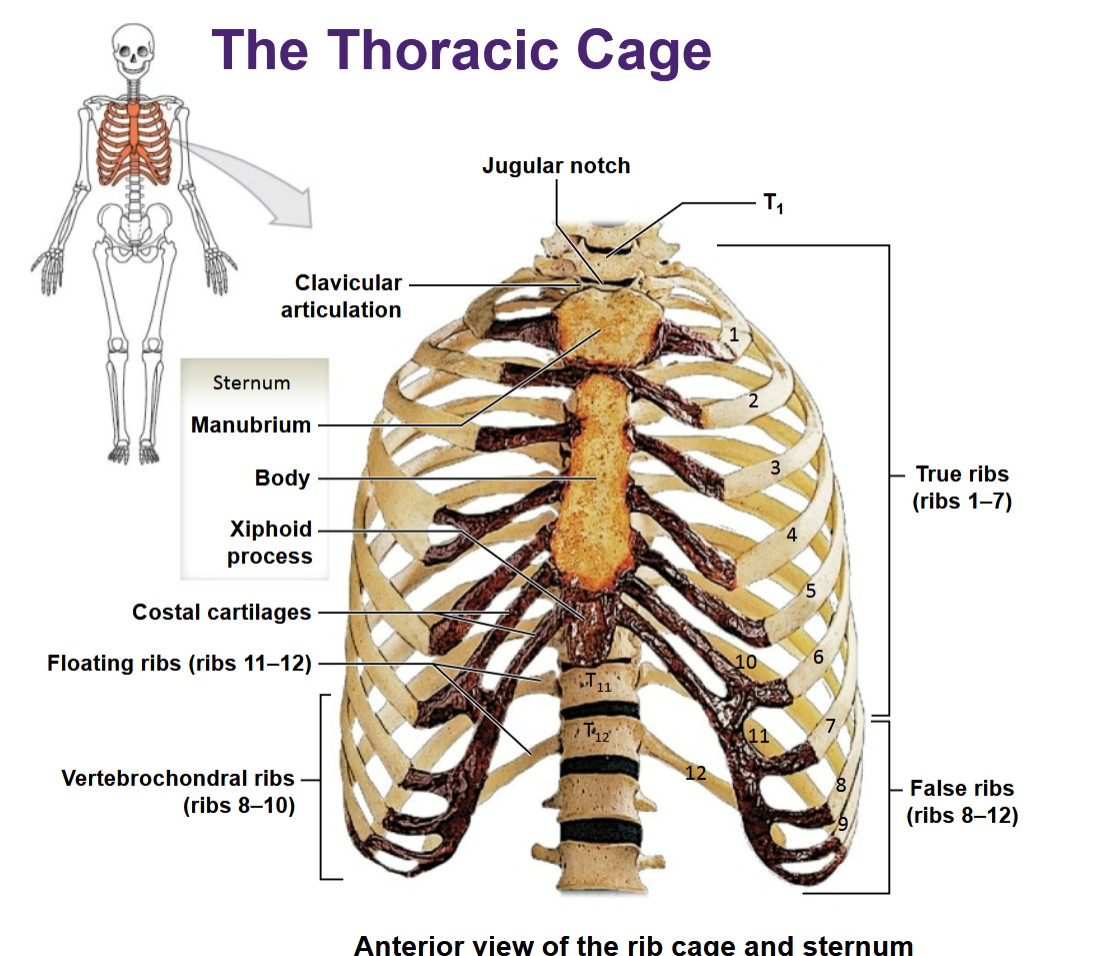 <p>Thoracic cage</p>