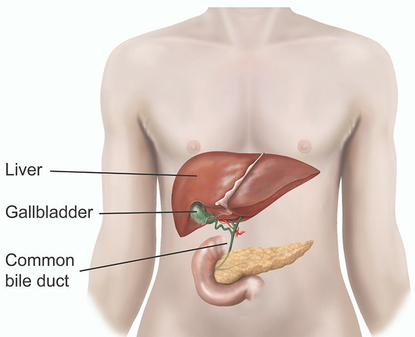 <p>Transports bile from the liver and gall bladder to the small intestine</p>