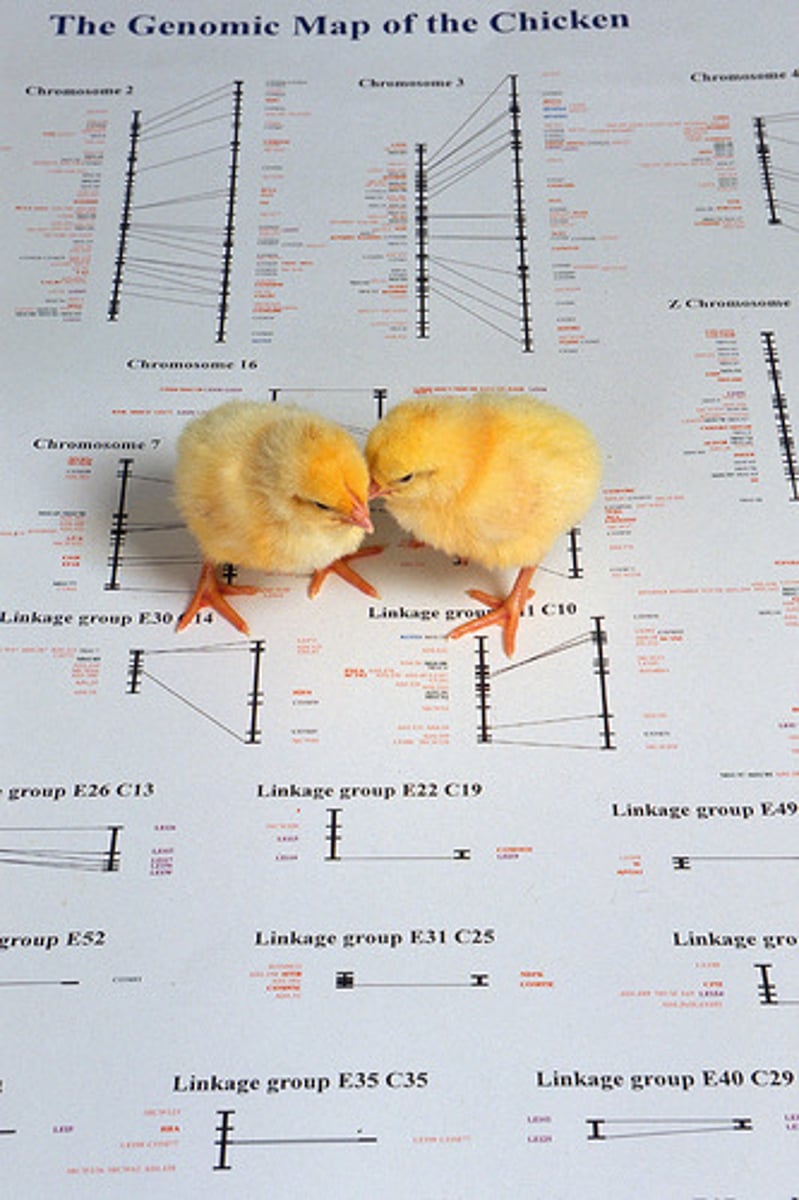 <p>the chick</p>