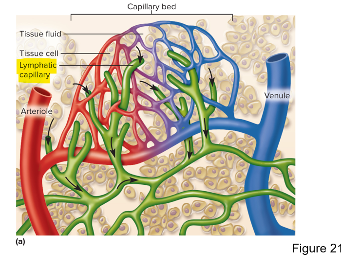 <p>Capillaries that are closed at one end, the endothelial cells overlap each other like roof shingles, this creates valve-like flaps that open when ECF pressure is high and close when its low </p>
