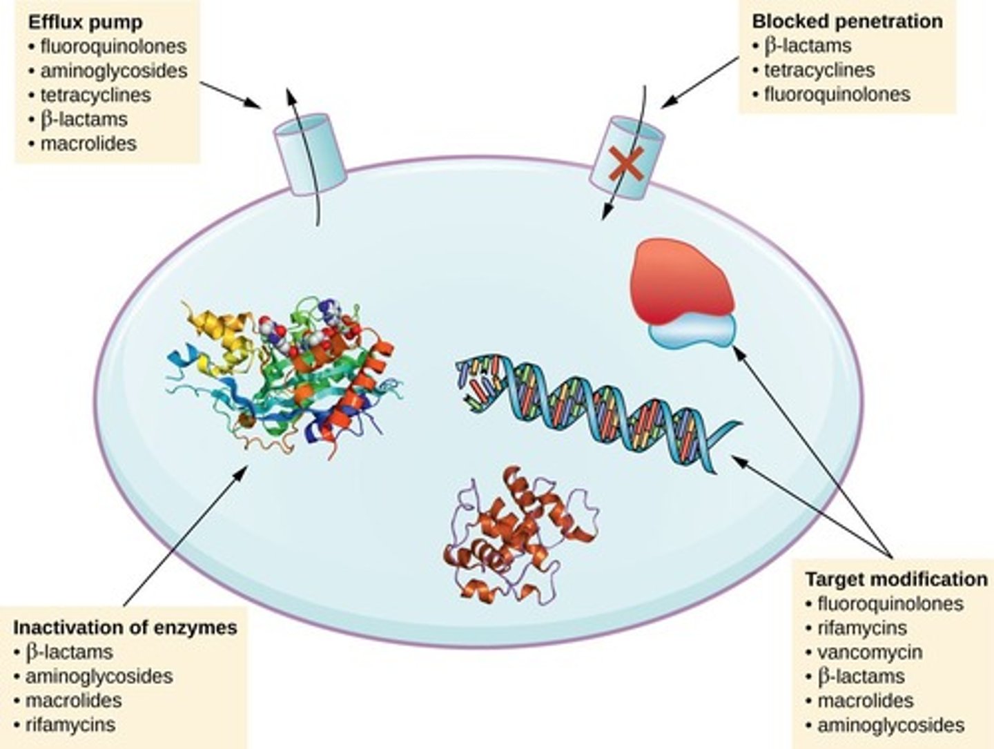 <p>Transport proteins expelling antibiotics from cells.</p>