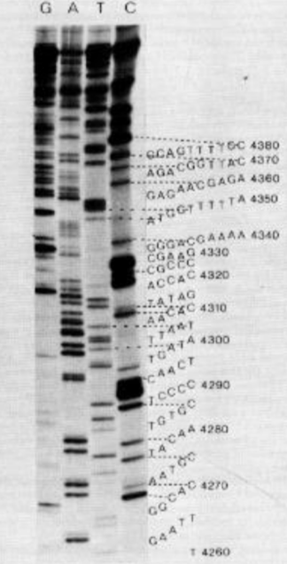 <ol><li><p>A DNA template, primer, DNA polymerase, normal nucleotides (dNTPs), and a small amount of a fluorescently labeled ddNTP (A, T, C, or G) are mixed.</p></li><li><p>DNA polymerase adds nucleotides until it reaches the ddNTPs, where it stops</p></li><li><p>Produces lots of fragments of different lengths ending in fluorescent tags</p></li><li><p>Size separation by gel electrophoresis- 4 separate sequencing reactions, each with a different radioactive ddNTP</p></li><li><p>Photographic paper to detect radioactive DNA strands</p></li></ol><ul><li><p>manual process, takes time</p></li></ul><p></p>