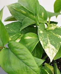 <p>Cold Hardiness: zone 10-12</p><p>• Habit: 3 to 6 ft wide; more depending on upkeep</p><p>• Cultural Requirements: Mesophyte; bright indirect sunlight or in part sun</p><p>• Landscape Utilization: houseplant for sunny to shady areas</p><p>• Additional info: tolerates, deer, rabits, drought, heavy shade, dry soil, shallow-rocky soil</p>