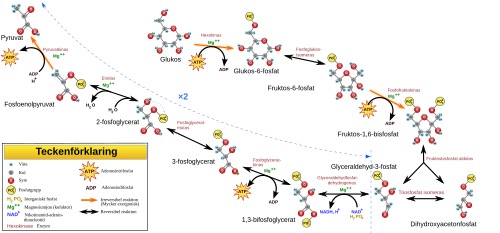 <p>Glykolysen</p>