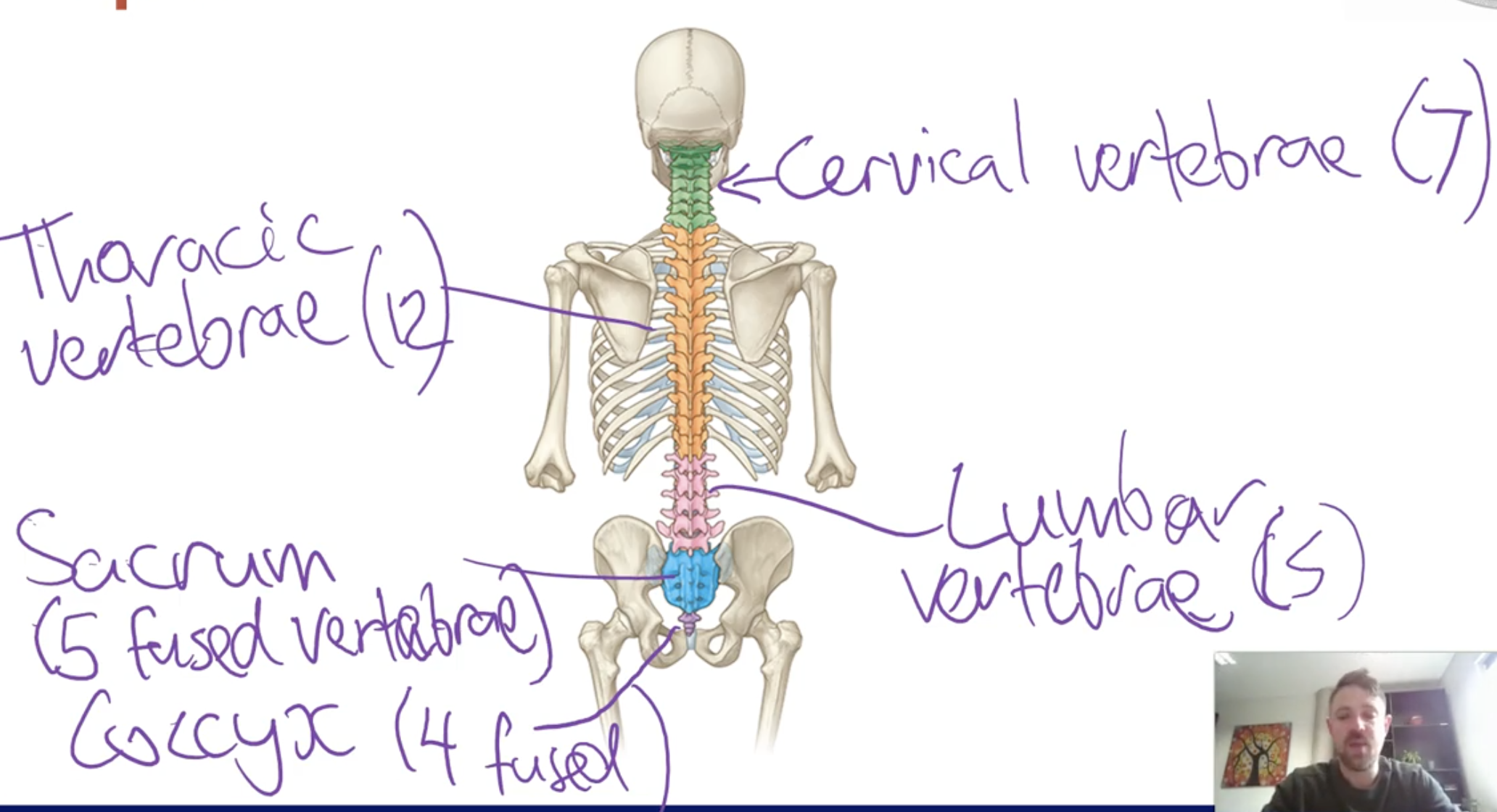 <p>Thoracic cage: </p><p>Ribs and associated cartilage, thoracic spine and the Sternum </p><p></p><p>Skull: </p><p>-Cranial bones: any bones that makes up part of the wall of the cavity where the brain sits </p><p>-Facial bones: Any other bones that apart of the skull that dosent contribute to making the walls of the house where the brain sits</p><p><br>Spine: </p><p>-Made up of vertebrae's </p><p>-Cervical vertebrae (7 vertebrae)</p><p>-Thoracic vertebrae (12 vertebrae, corresponds to 12 ribs)</p><p>-Lumbar vertebrae (5 vertebrae)</p><p>-Sacrum (5 fused vertebrae)</p><p>-coccyx (4 fused vertebrae)</p>