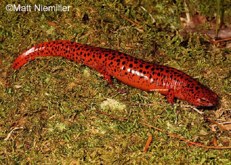 <p>A stout, bright red or orangish-red salamander (4.0 to 6.0 inches in length) with many, irregular black spots on the dorsum and sides. Some black flecking on the chin and belly color is a lighter red. Iris's color is yellow. Color fades on older specimens to a purplish brown.</p>