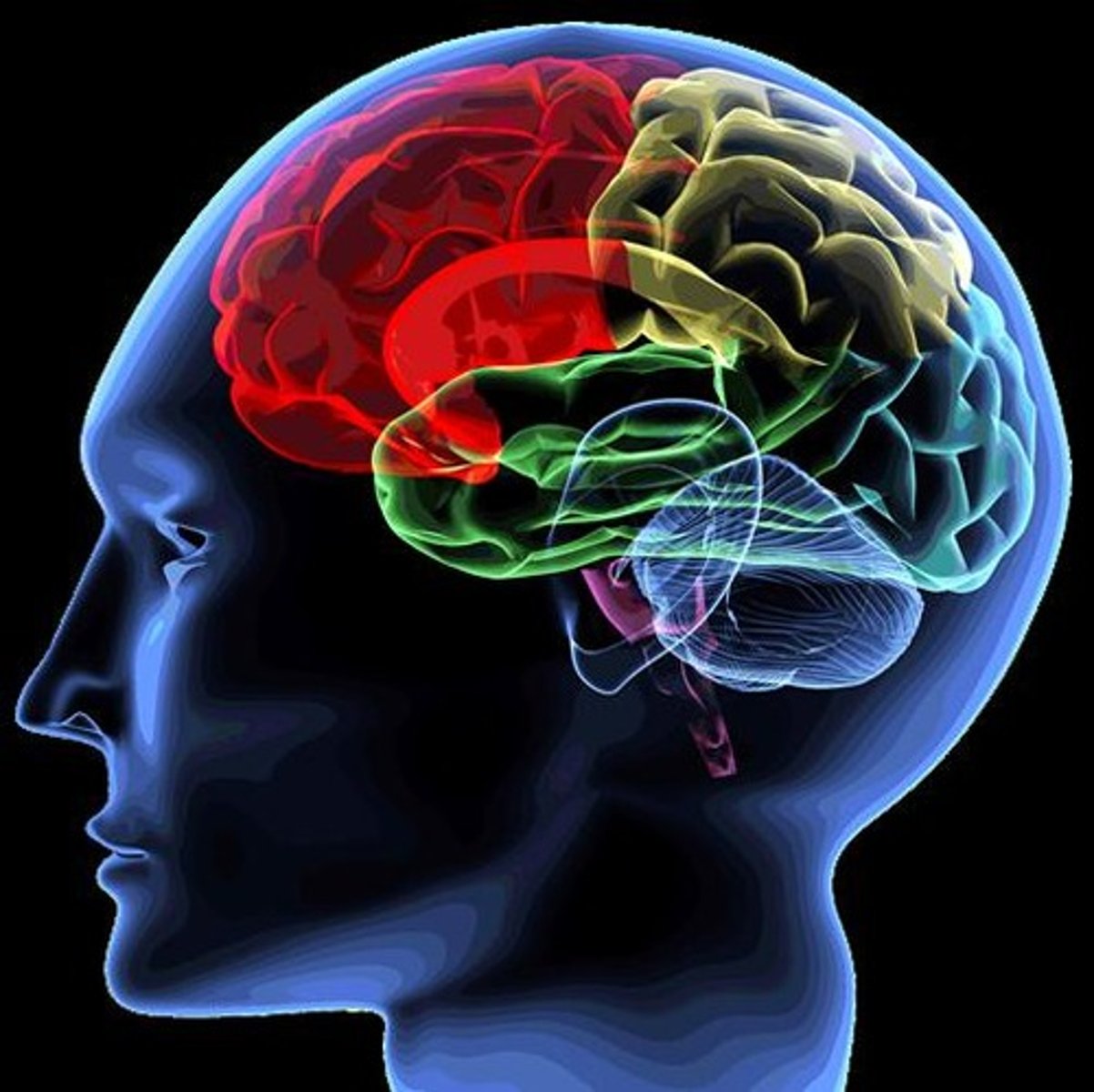 <p>Parietal (sensory), Frontal (motor), Occipital (vision), Temporal (auditory).</p>