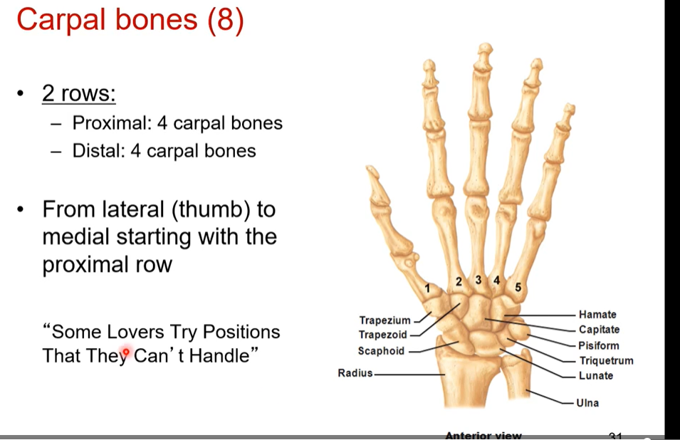 <p>we have 8 carpal bones. 2 rows of 4.</p><p></p><p>Proximal row: 4 carpal bones</p><p>distal row:  4 carpal bones</p><p></p><p>from lateral (thumb) to medial starting with proximal row</p><p></p><p>each carpal has a unique shape</p><p></p><p>hamate= carpal bone shaped like a hook</p>
