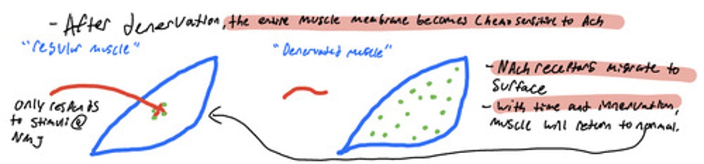 <p>-When a muscle becomes denervated the nAch Receptors will migrate to the surface all over the muscle and become hyper sensitive.</p><p>-yes it can return to normal once innervation occurs</p>