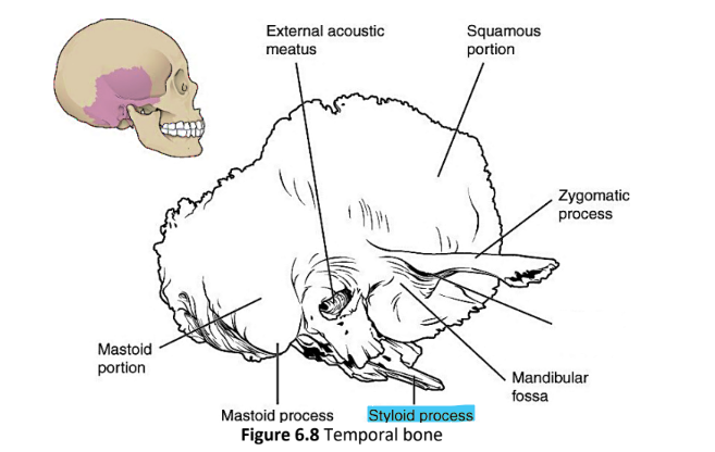 <p>styloid process</p>