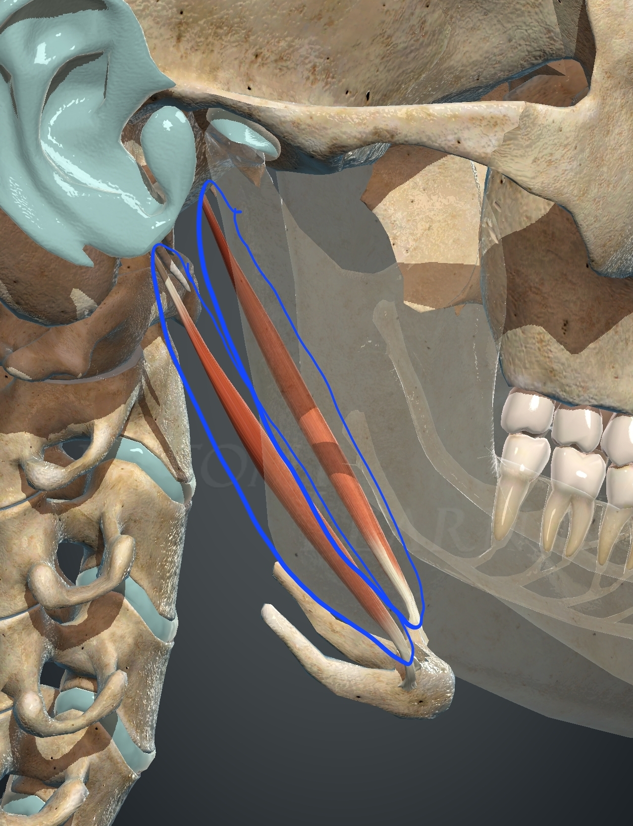 <p>What muscle is this?</p>