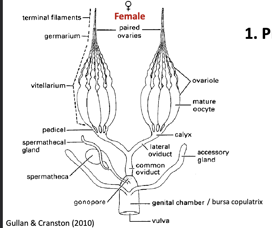 <ol><li><p>production of eggs</p></li><li><p>sperm reception/storage</p></li><li><p>fertilization</p></li><li><p>oviposition&nbsp;</p></li></ol><p></p>