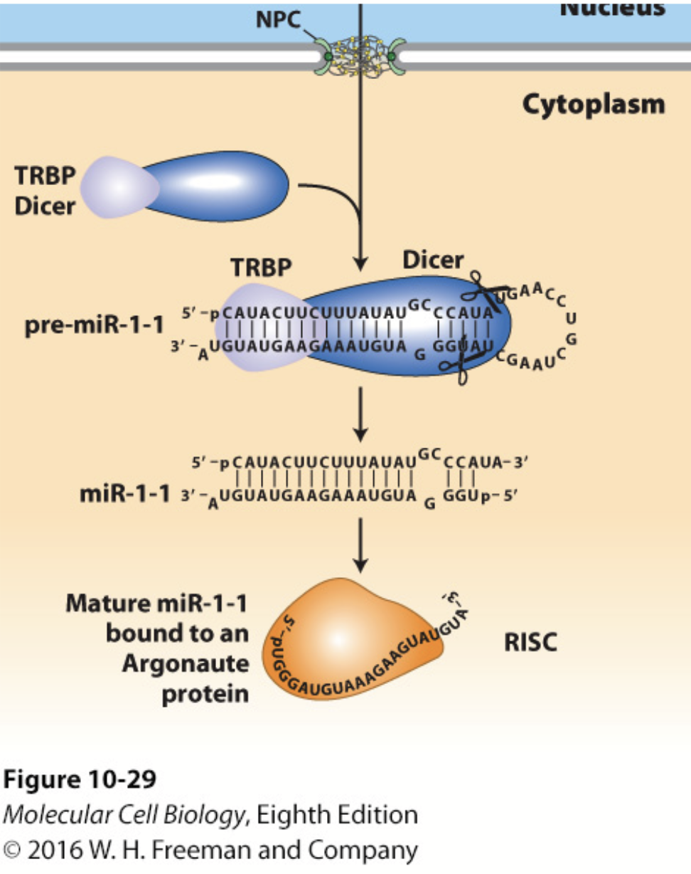 <p>In conjunction with the double-stranded RNA–binding protein TRBP (Loquacious in Drosophila), processes pre-miRNA into a double-stranded miRNA with a two-base single-stranded 3′ end.</p><p>Cuts the double-stranded RNA into small pieces (21-28 bp).</p>