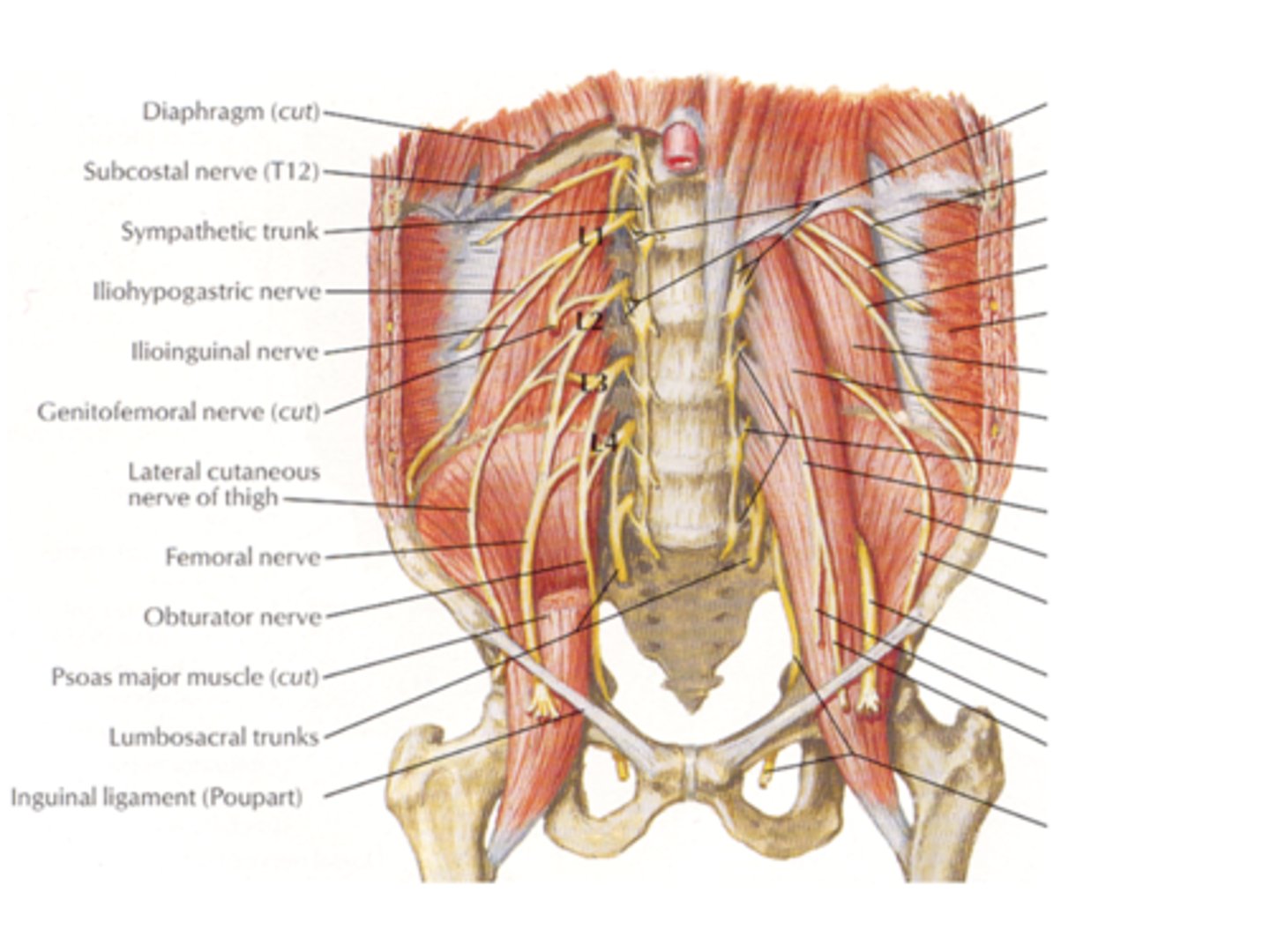<p>lateral, anterior, and medial sides of thigh</p>