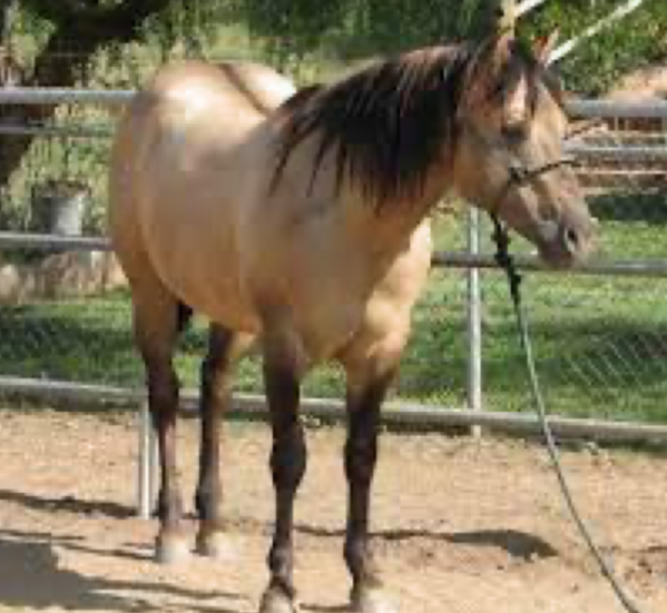 <p>Similar to buckskin but with a dorsal stripe on the back, leg barring, and variations like red dun and grullo.</p>