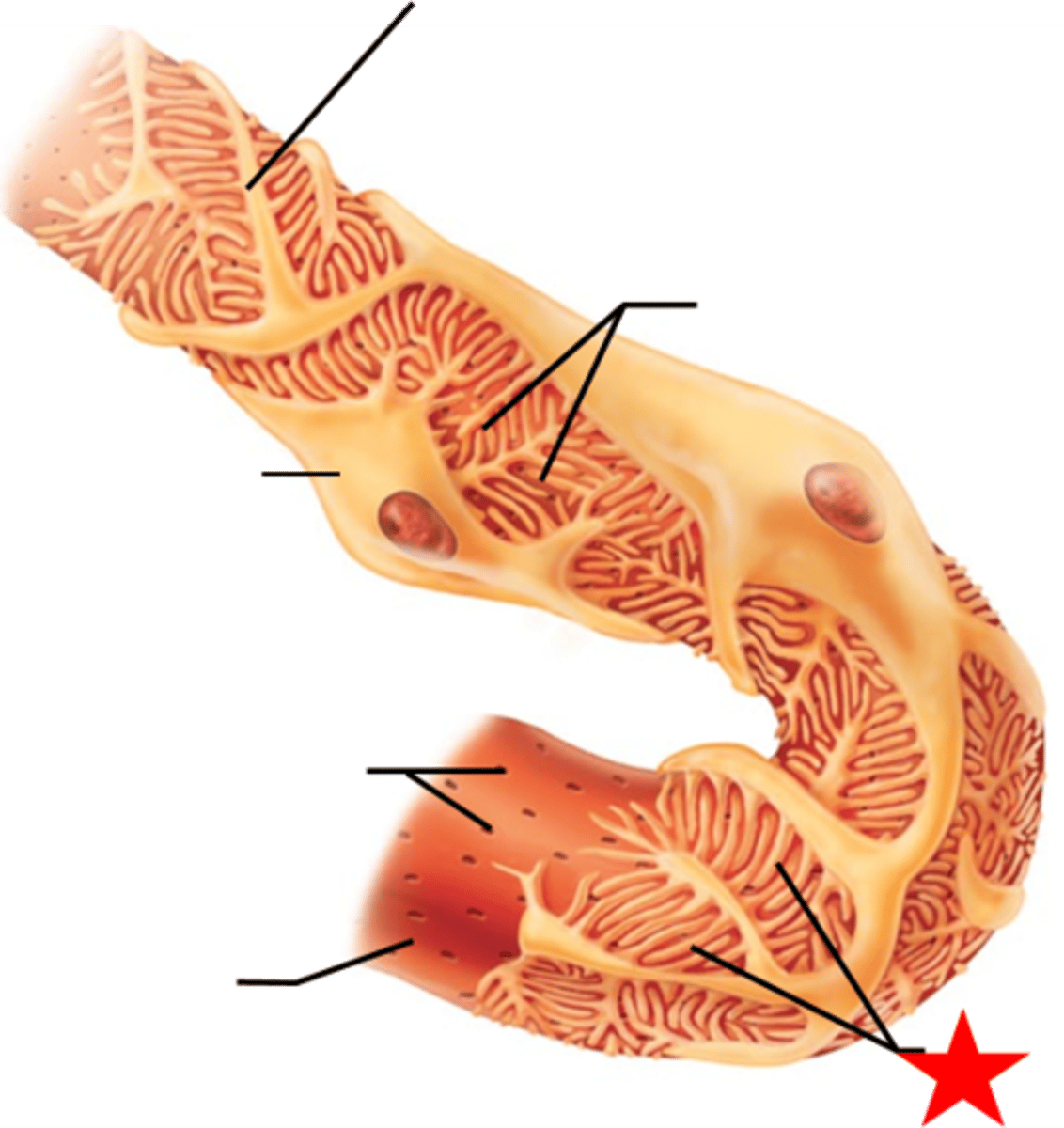 <p>podocytes</p>