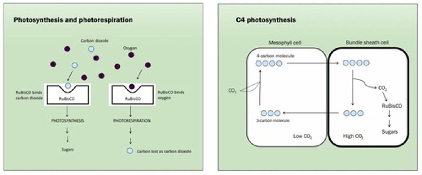 <p>Altering plant genomes to enhance traits or yields.</p>