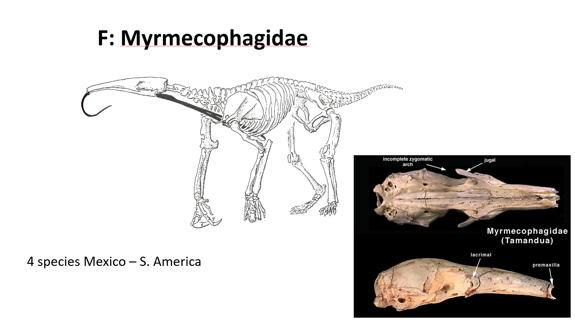 <p>Genus: <u>Myrmecophaga</u></p><p>Common name: Giant anteater</p>