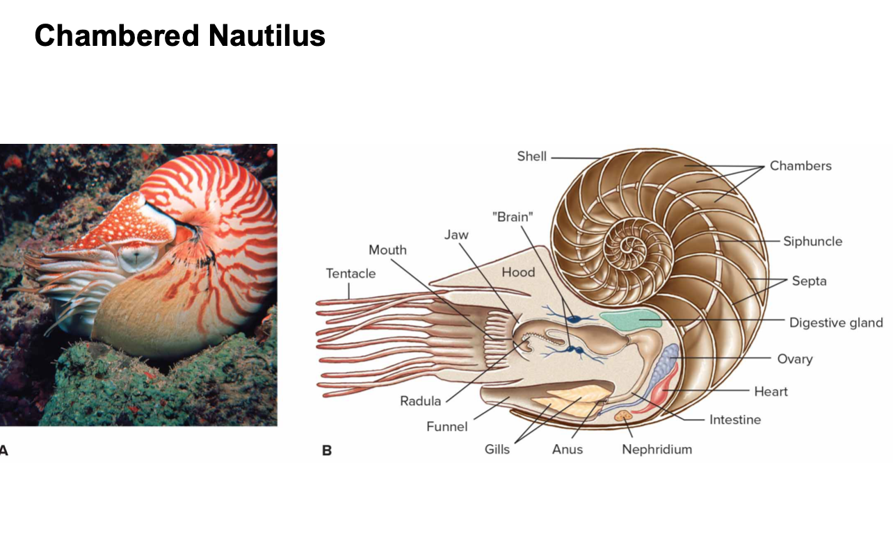 <p>only cephalopoda that still has their shell, they have gas chambers in their shells that provide buoyancy when deep in water</p>