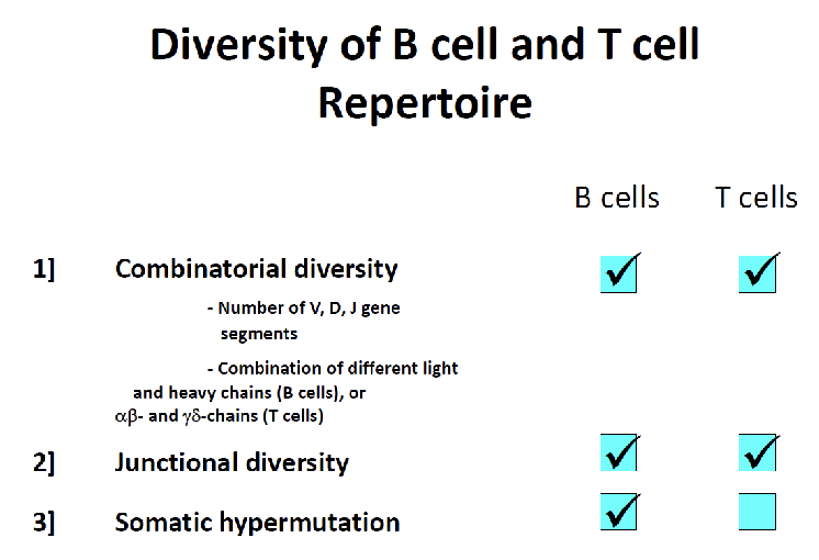 <ul><li><p><strong>Combinatorial diversity:</strong> different V, D, J segments + chain combinations</p></li><li><p><strong>Junctional diversity:</strong> random nucleotides when joining</p></li><li><p><strong>Somatic hypermutation:</strong> B cells only, after antigen exposure</p></li></ul><p></p>