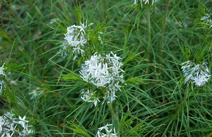 <p><em>Amsonia hubrichtii</em></p><p>Hubricht’s bluestar</p><p>Apocynaceae</p>