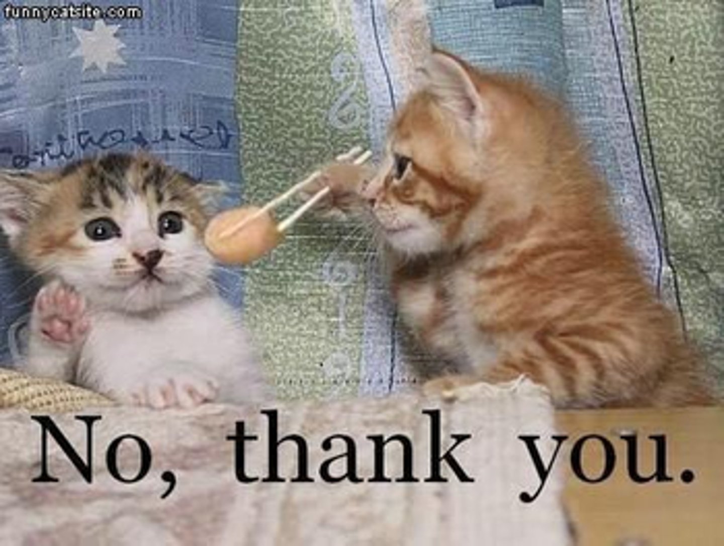 <p>No, thank you.</p>