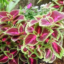 <p>Cold Hardiness: Perennial, USDA 10 and 11; Annual elsewhere</p><p>• Habit: 1 in. to 4 in. upright mounds</p><p>• Cultural Requirements: Mesophyte, partial shade; heat tolerant</p><p>• Landscape Utilization: Massing plant, containers, background plant</p><p>• Additional Information: Grown for foliage (multicolored)</p>